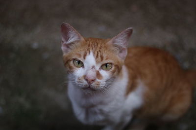 Close-up portrait of tabby cat