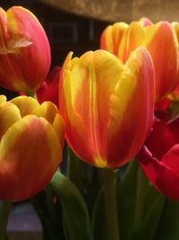 Close-up of tulips