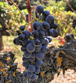 Close-up of grapes growing in vineyard
