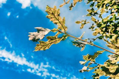 Low angle view of tree against blue sky