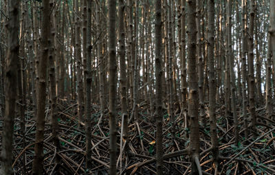 Close-up of bamboo trees in forest