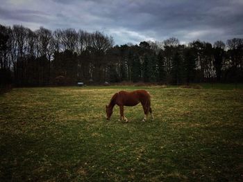 Horse grazing in a field