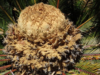 Close-up of plants