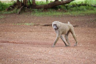 View of a baboon running on field