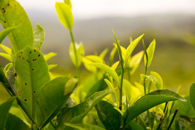 Close-up of fresh green plants