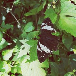 Close-up of butterfly on leaf