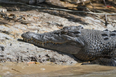 Close-up of crocodile in lake