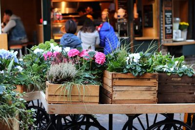 Potted plants on table at market stall