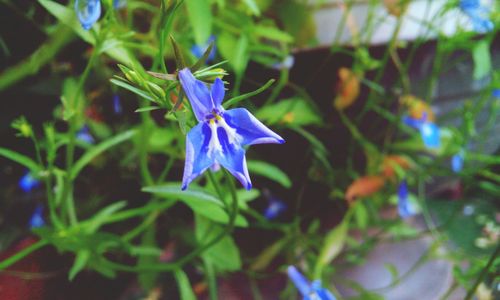 Close-up of purple flowers blooming