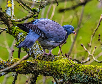 Close-up of bird perching on branch