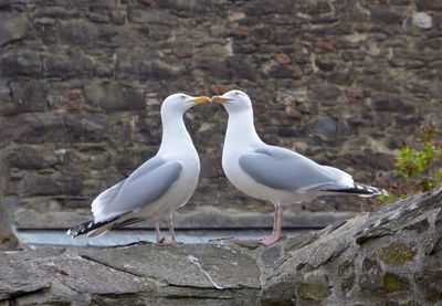 Bird perching on a stone wall