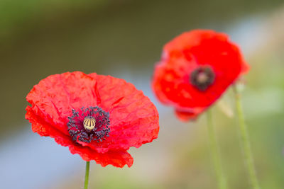 Close-up of red poppy