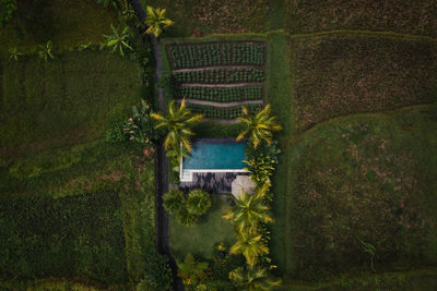 Plants growing on field