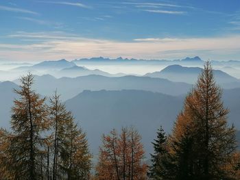 Panoramic view of pine trees and mountains against sky