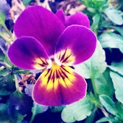 Close-up of flower against blurred background