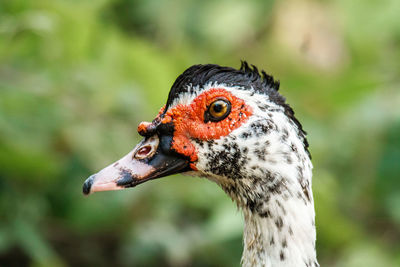 Close-up of muscovy duck