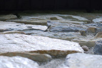 Close-up of surface level of ground