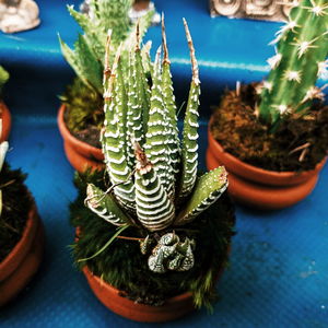 High angle view of succulent plant