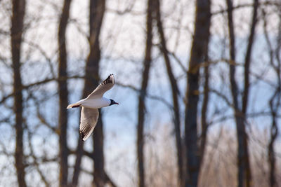 Bird flying over bare tree