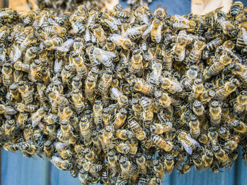 Swarm of bees on a beehive 