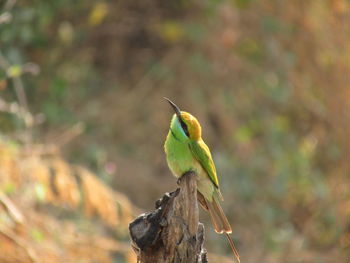 Close-up of bird perching on branch