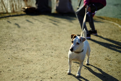 Low section of man walking with dog