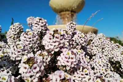 Close-up of white flowering plant