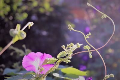 Close-up of pink flowering plant