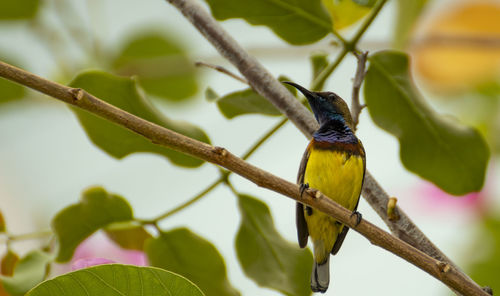 Bird perching on a branch