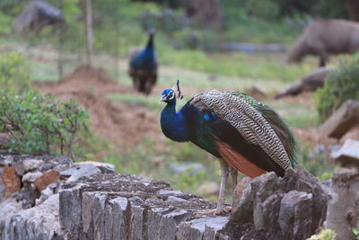 Close-up of a peacock