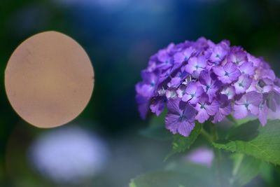 Close-up of purple flowers