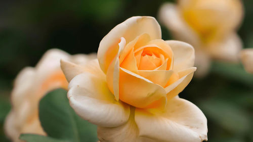 Close-up of rose flower