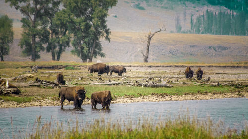 Horses on riverbank