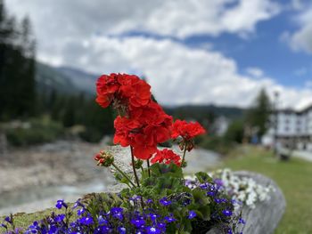 Close-up of red flowering plant