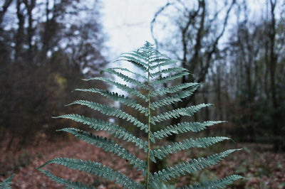 Close-up of fern in forest