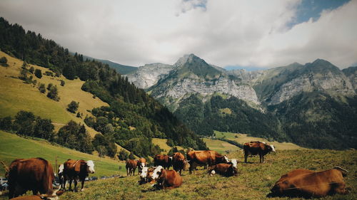 Cattle grazing in field