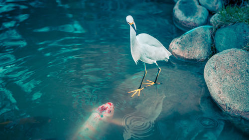 View of birds swimming in sea