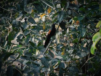 Close-up of bird flying