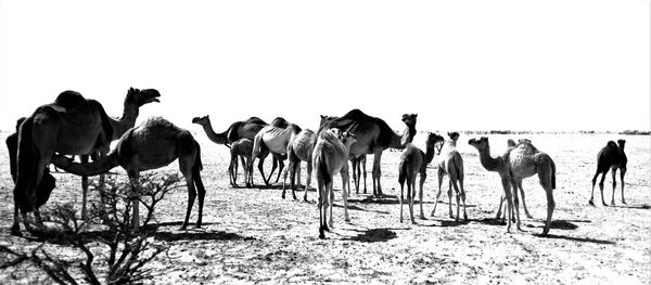 View of horses on beach