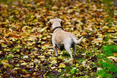 Dog standing on autumn leaves