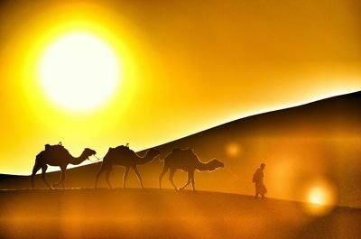 Side view of silhouette camels in desert at sunset