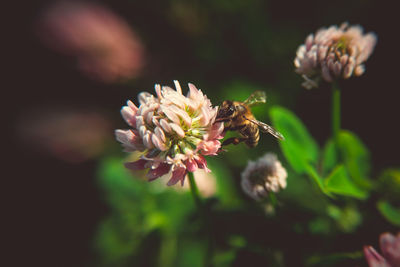 Close-up of bee pollinating on flower