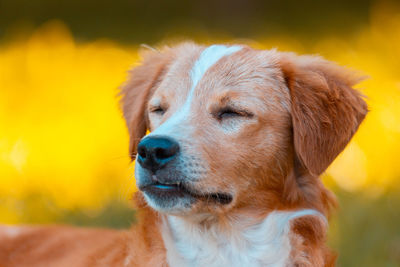 Close-up of a dog looking away