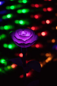 Close-up of illuminated pink flowering plant at night