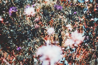 Close-up of flowers against blurred background