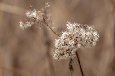 Close-up of wilted plant