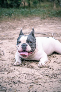 French bulldog in mountain