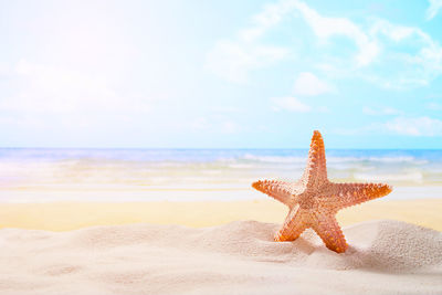 Close-up of starfish on beach against sky