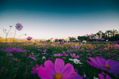 Cosmos flowers blooming on field