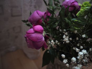 Close-up of pink rose flower